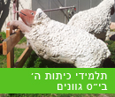 תלמידי ה בית ספר גוונים