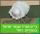 בית ספר שיבטי ישראל